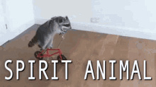 Spirit Animal GIF - Spirit Animal Racoon Bike Ride GIFs