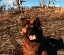 Dogmeat - Fallout GIF - Fallout Dog Meat Dog GIFs