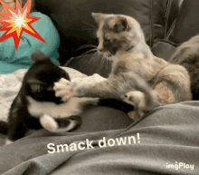 Smackdown Kitten GIF