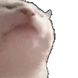 a close up of a cat 's face on a white background