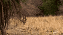 Running Tigers Fight For Territory GIF - Running Tigers Fight For Territory Trying To Escape GIFs