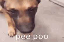 Pee Poo Dog Peeing GIF - Pee Poo Dog Pee Poo Peeing GIFs