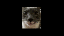 Cat Smile GIF - Cat Smile GIFs