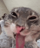 a close up of a cat licking its face with its tongue hanging out .