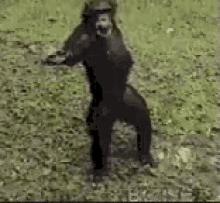 Reverse Chimp GIF - Reverse Chimp Handout GIFs
