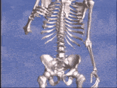 Skeleton Running GIF - Skeleton Running Skull GIFs