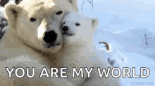 Love Polar Bear GIF - Love Polar Bear Cuddle GIFs