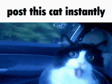 Cat Ralsei GIF - Cat Ralsei GIFs