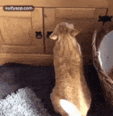 Me Checking Cupboard For Food Every Hour During This Lockdown.Gif GIF - Me Checking Cupboard For Food Every Hour During This Lockdown Cat Pet GIFs