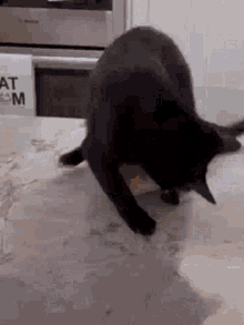 Cat Bread Cat GIF