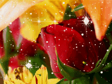 Glittering Rose1 Red Rose In Yellow GIF - Glittering Rose1 Red Rose In Yellow GIFs