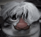 a cat with a wig and a red nose
