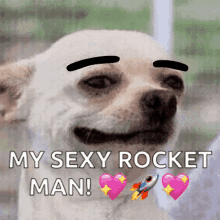 hey eyebrow raise dog my sexy rocket man