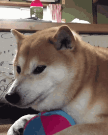 shiba reluctant
