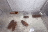 a group of cockroaches are swimming in a clear plastic container .