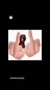 I Hate You Middle Finger GIF - I Hate You Middle Finger What The Dog Doing GIFs
