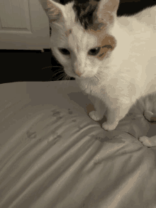 Lucy Cat GIF - Lucy Cat Crying GIFs