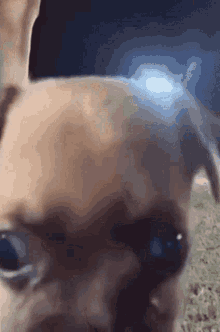 Byuntear Dog GIF - Byuntear Dog Staring GIFs