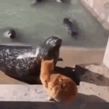 Cat Slap Cat Slaps Seal GIF