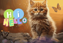 a kitten sitting on a rock with the words hi hello behind it