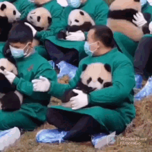 Panda Baby Panda GIF - Panda Baby Panda Cute Baby Panda GIFs