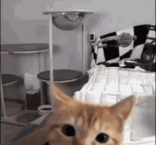 Gatocurioso Cat GIF - Gatocurioso Cat Uwu Cat GIFs