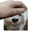 a person is petting a small dog with their hand .
