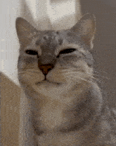 Cat Chews And Looks At The Camera Cat Eats And Looks At The Camera GIF