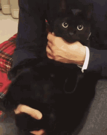 Black Cat Wiggle Cat GIF - Black Cat Wiggle Cat Wiggle GIFs