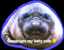 a seal with the words " goodnight my belly rolls " written on it