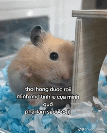 a picture of a hamster with the caption thoi hong được roii minh nho tinh iu cua minh