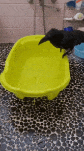 a black bird standing on top of a yellow bath tub