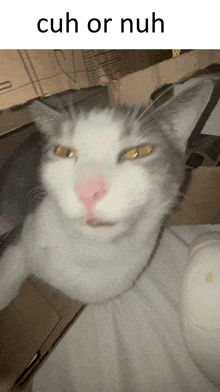 a cat with a pink nose and the words cuh or nuh on the bottom
