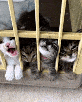 Kittens Jail GIF