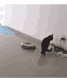vacuum cat