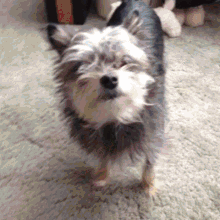 a small dog is standing on a carpet and looking up at the camera