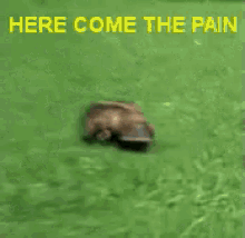 Here Comes The Pain - Pain GIF - Pain Platypus Here Comes The Pain GIFs