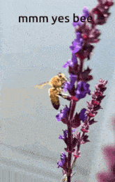 a picture of a bee on a purple flower with the words mmmm yes bee above it