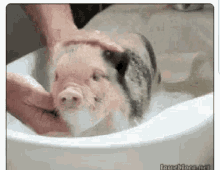 Pig Bath GIF - Pig Bath GIFs