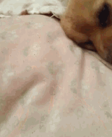 a brown dog is laying on a bed with a pink blanket