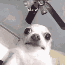 Stare Chihuahua GIF - Stare Chihuahua Captions GIFs