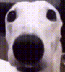 Sheesh Dog GIF - Sheesh Dog Scared GIFs