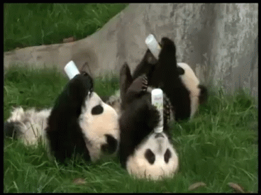 Baby panda HD wallpapers | Pxfuel