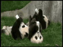 Too Cute GIF - Cute Baby Pandas Feeding GIFs