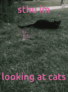 Cat Cats GIF - Cat Cats Cute Cats GIFs