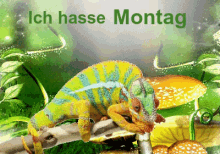 Ich Hasse Montag GIF - Montag Hasse Chamäleon GIFs