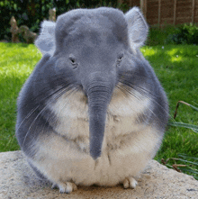 a chinchilla with an elephant 's nose and trunk