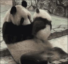 Panda Kiss GIF - Panda Kiss GIFs