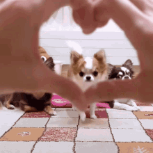Pet Lover Puppy Love GIF - Pet Lover Puppy Love Puppy Face GIFs