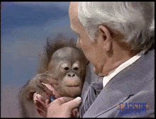 Johnny Carson Orangutan GIF - Johnny Carson Orangutan Baby Orangutan GIFs